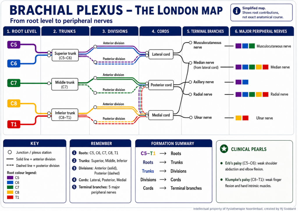 brachial plexus map 2 - Fysiotherapie Noorderbad Groningen