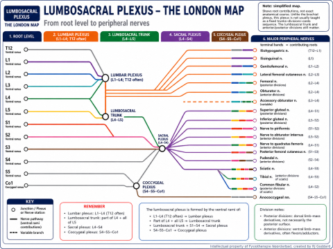 London Underground-style educational diagram of the lumbosacral plexus showing roots, trunks, and terminal peripheral nerves